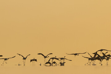 Greater Flamingos takeoff with splash of water at Asker coast during sunrise, Bahrain
