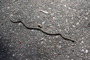 snake on the road
