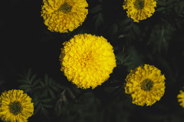 Top view of yellow Marigold flower with dark and dramatic background in botanic garden.