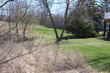 goose in the yard
