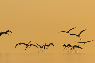 Silhouette of Greater Flamingos takeoff at Asker coast during sunrise, Bahrain