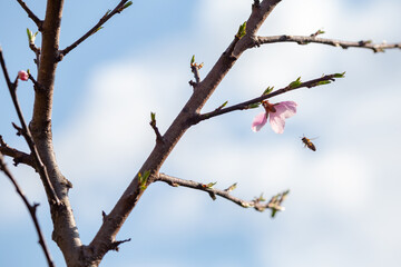 A honey bee flying by a cherry branch in bloom in spring