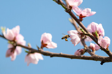 A honey bee flying by a cherry branch in bloom in spring