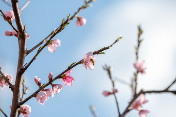 A honey bee flying by a cherry branch in bloom in spring