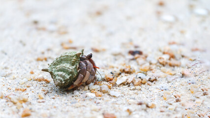 Macro closeup of hermit crab on the sand beach.