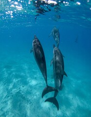 Obraz premium Humpback Whales under water, close up