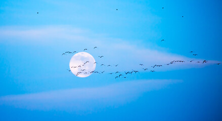 Flock of birds flying against the background of the full moon in the blue sky with clouds. Close-up...
