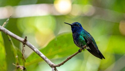 Fototapeta premium blue hummingbird. blurred forest background