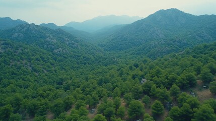 Lush mountain valley.  Dense forest covers a valley between towering hills