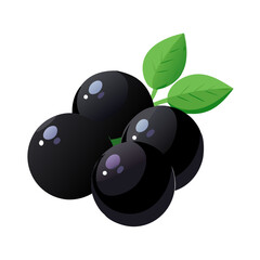 black currant on white background