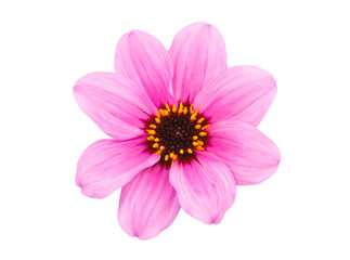 Top view of beautiful purple cosmos flower isolated cutout in transparent background. © TimmyTimTim