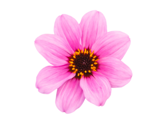 Top view of beautiful purple cosmos flower isolated cutout in transparent background.