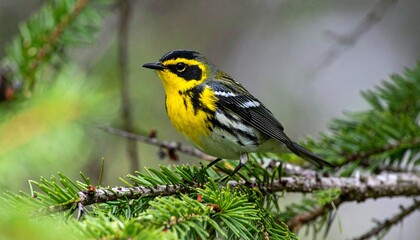 Fototapeta premium golden-cheek warbler male in the tree