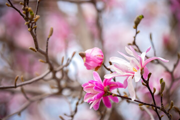 Blooming magnolia in spring. Beautiful buds of pink flowers close-up with blurred space for text.