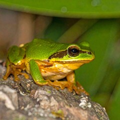Fototapeta premium Green and Golden Bell Frog 