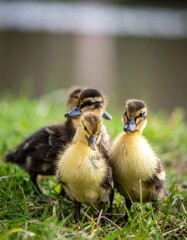 Obraz premium group of ducklings posing outdoors together