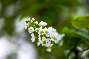 Delicate White Spring Blossoms in Bloom
