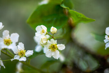 Delicate White Spring Blossoms in Bloom