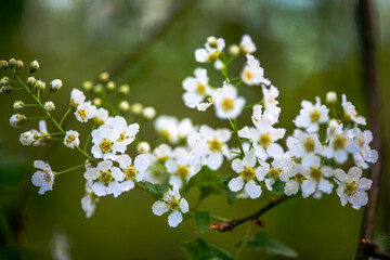 Delicate White Spring Blossoms in Bloom