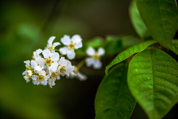Delicate White Spring Blossoms in Bloom