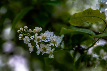 Delicate White Spring Blossoms in Bloom