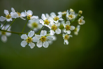 Delicate White Spring Blossoms in Bloom