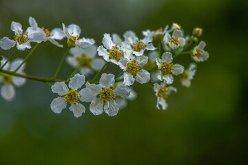 Delicate White Spring Blossoms in Bloom