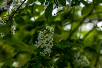 Delicate White Spring Blossoms in Bloom