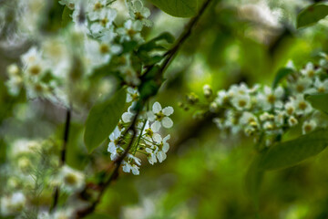 Delicate White Spring Blossoms in Bloom