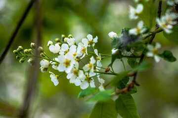 Delicate White Spring Blossoms in Bloom