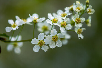 Delicate White Spring Blossoms in Bloom