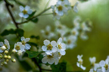 Delicate White Spring Blossoms in Bloom