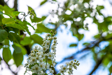 Delicate White Spring Blossoms in Bloom