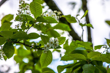 Delicate White Spring Blossoms in Bloom