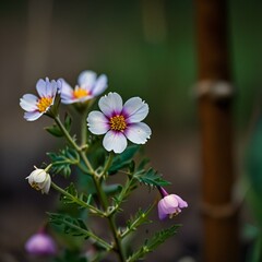 Fototapeta premium white flowers in the garden
