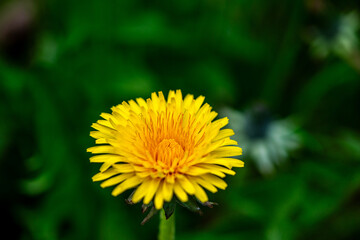 Macro Details of Dandelion Blossoms