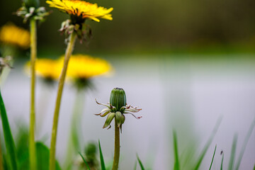 Macro Details of Dandelion Blossoms