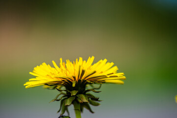 Macro Details of Dandelion Blossoms