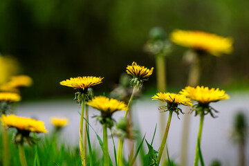 Macro Details of Dandelion Blossoms
