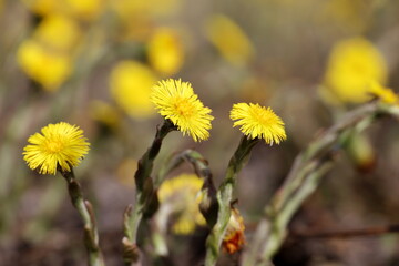 Coltsfoot flowers on spring lawn. Blooming mother and stepmother at april