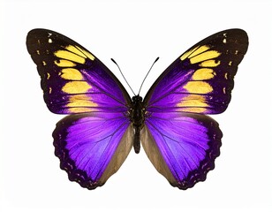 Fototapeta premium violet and golden color butterfly, isolated, white background 