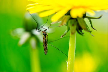Macro Photo of Tipulidae Fly with Dandelion Blossoms