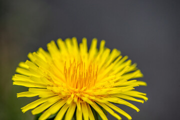 Macro Details of Dandelion Blossoms