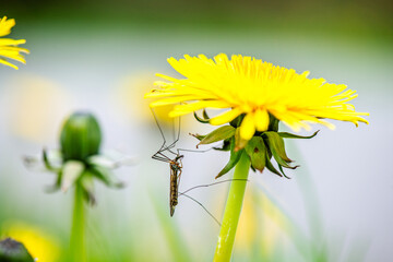 Macro Photo of Tipulidae Fly with Dandelion Blossoms