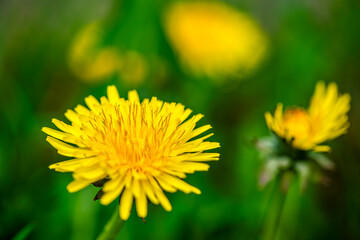 Macro Details of Dandelion Blossoms