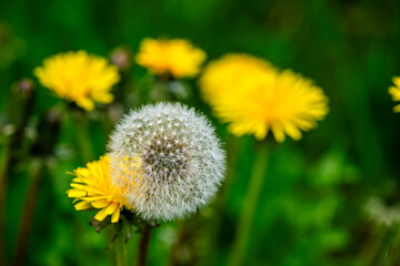 Macro Details of Dandelion Blossoms