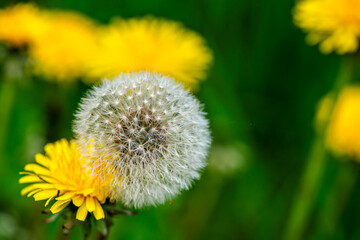 Macro Details of Dandelion Blossoms