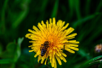 Macro Details of a Honey Bee on Dandelion Flower