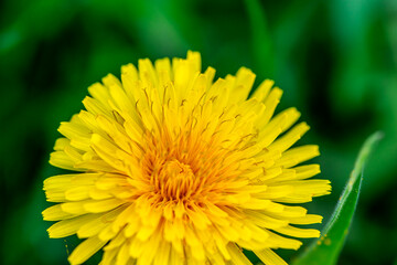 Macro Details of Dandelion Blossoms