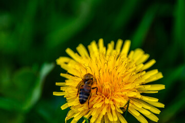 Macro Details of a Honey Bee on Dandelion Flower